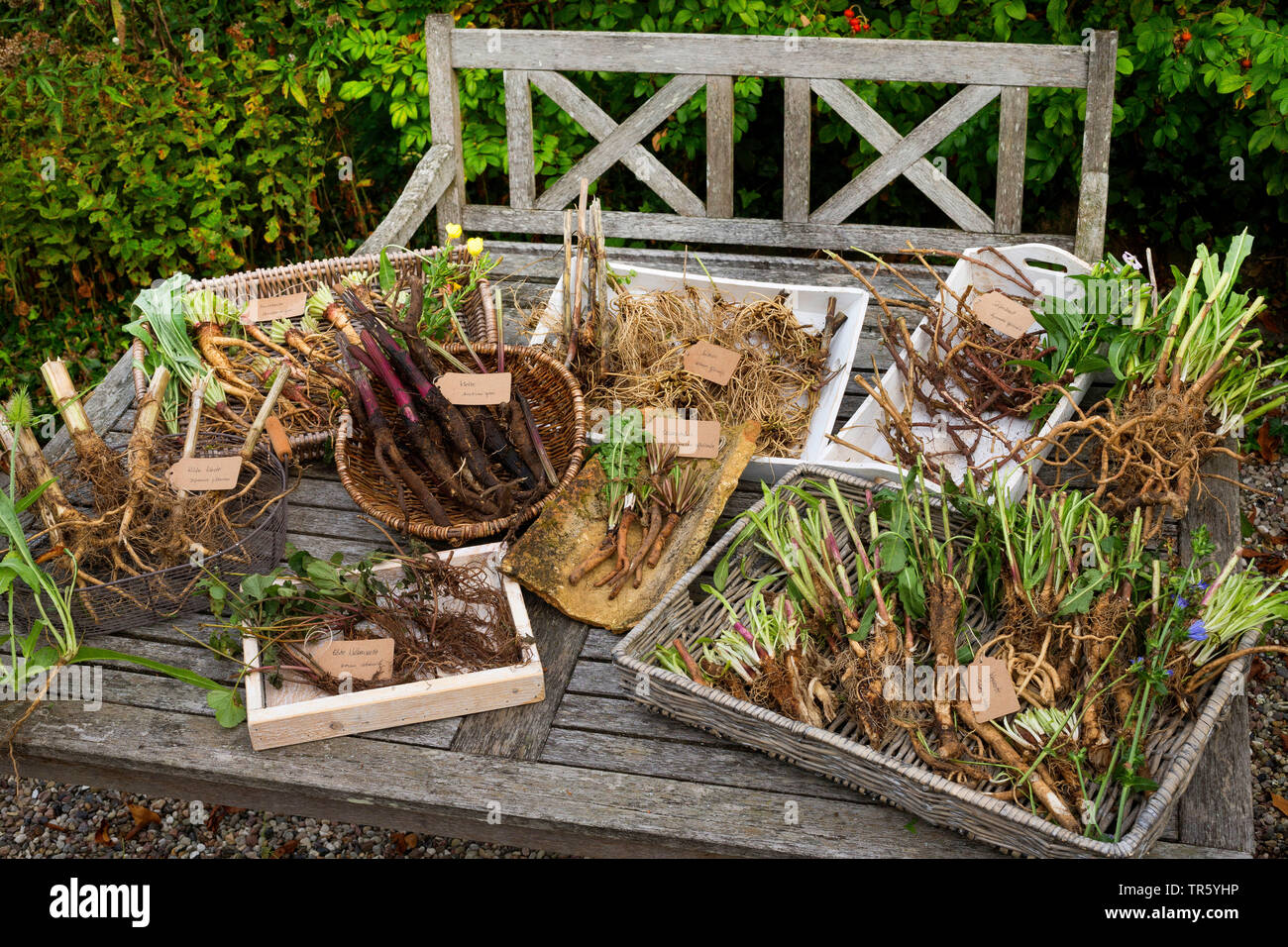 Harvestig der Wurzeln der verschiedenen wild wachsenden Pflanzen, Deutschland Stockfoto