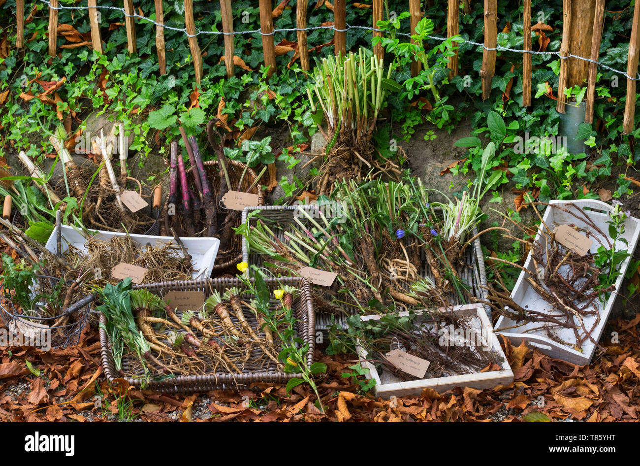 Harvestig der Wurzeln der verschiedenen wild wachsenden Pflanzen, Deutschland Stockfoto