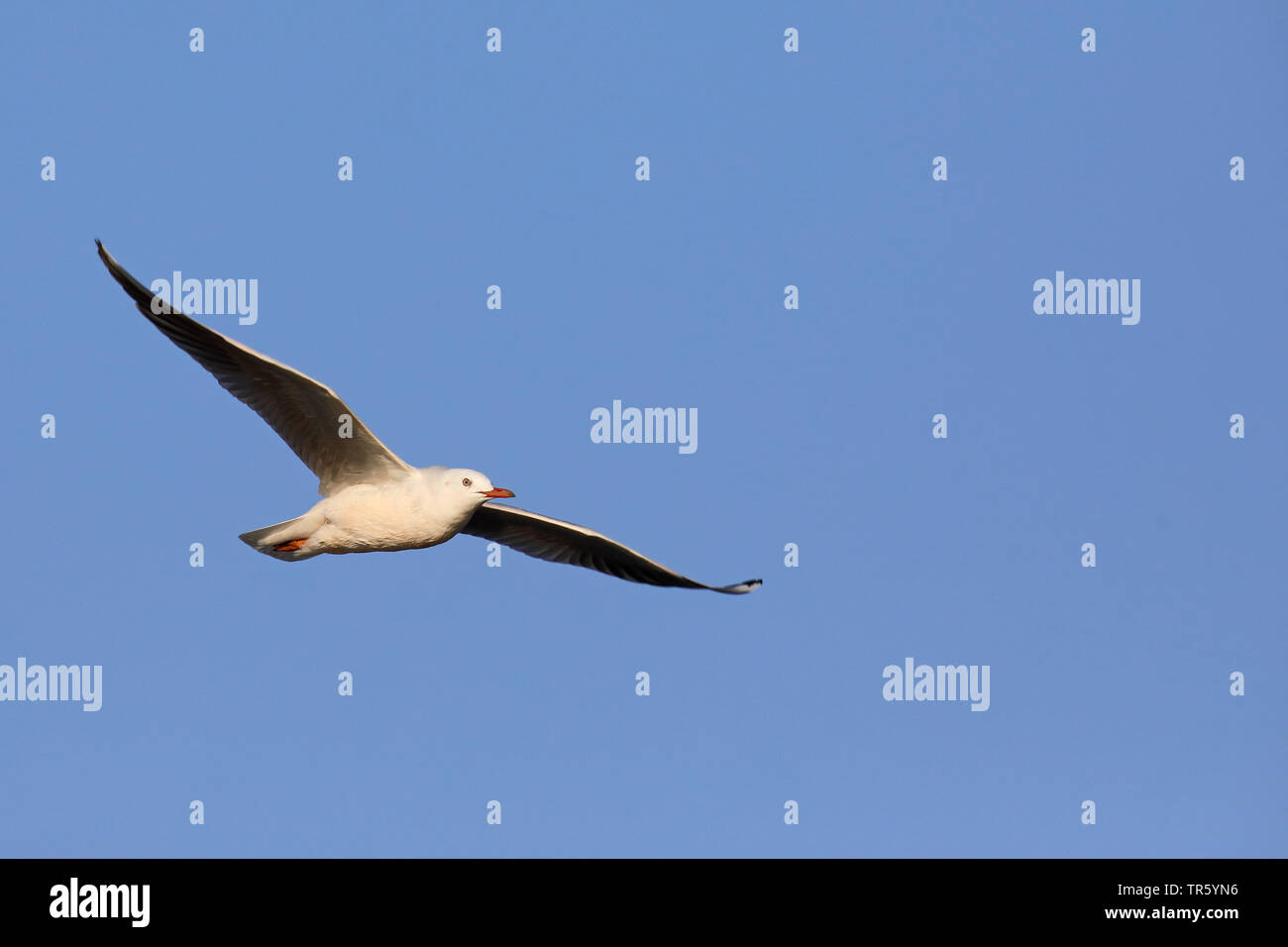 Slender-billed Gull (Larus genei), Fliegen, Spanien, Andalusien, Sanlucar Stockfoto