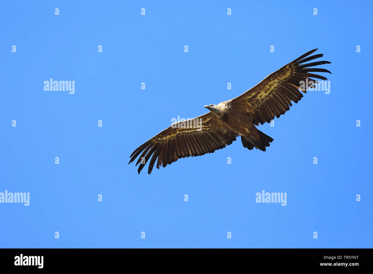 Gänsegeier (abgeschottet Fulvus), fliegen, Spanien Stockfoto