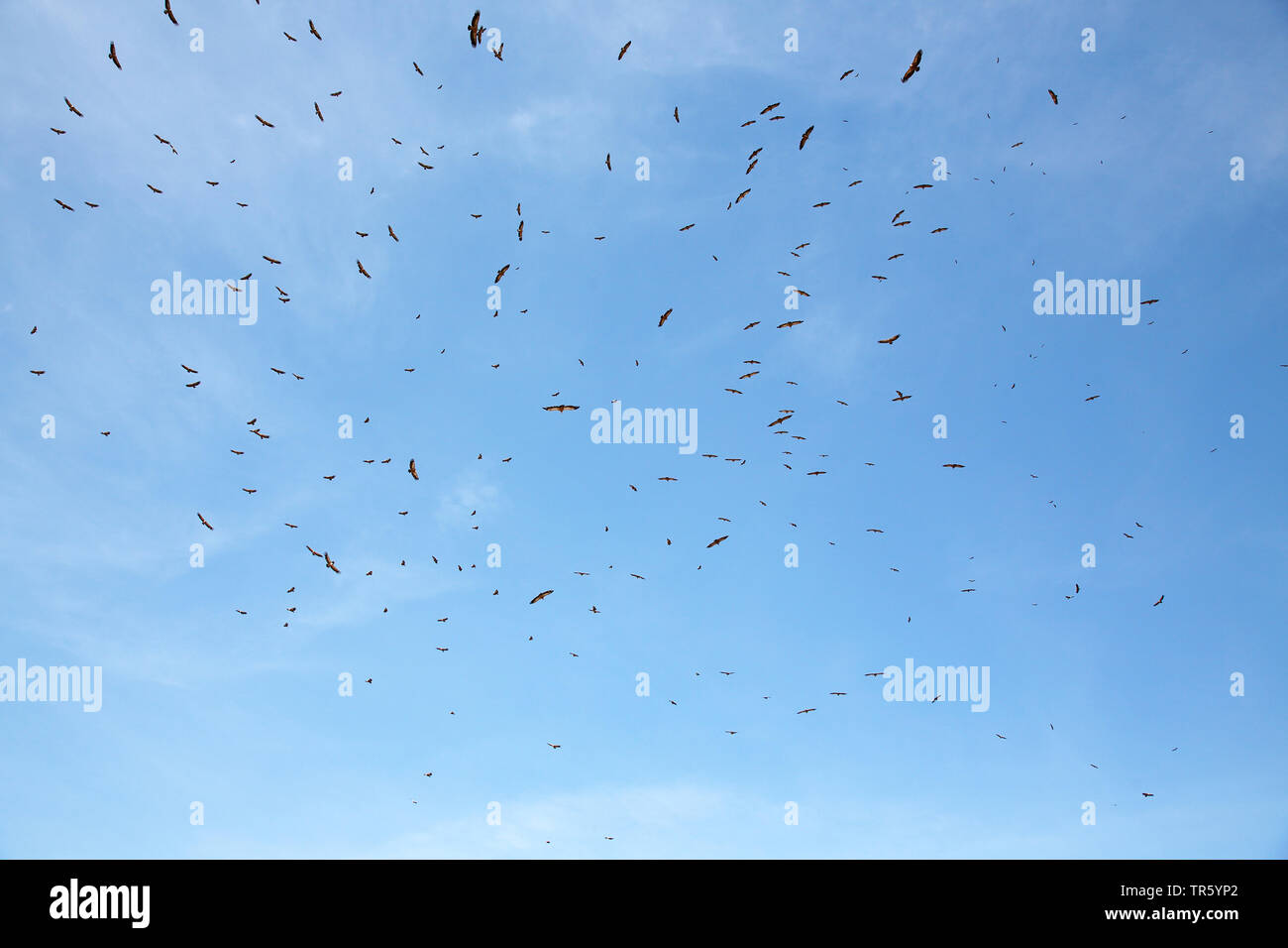 Gänsegeier (Tylose in Fulvus), in der Gruppe der Gänsegeier Kreisen, Spanien, Aragon, Sierra de Guara Stockfoto