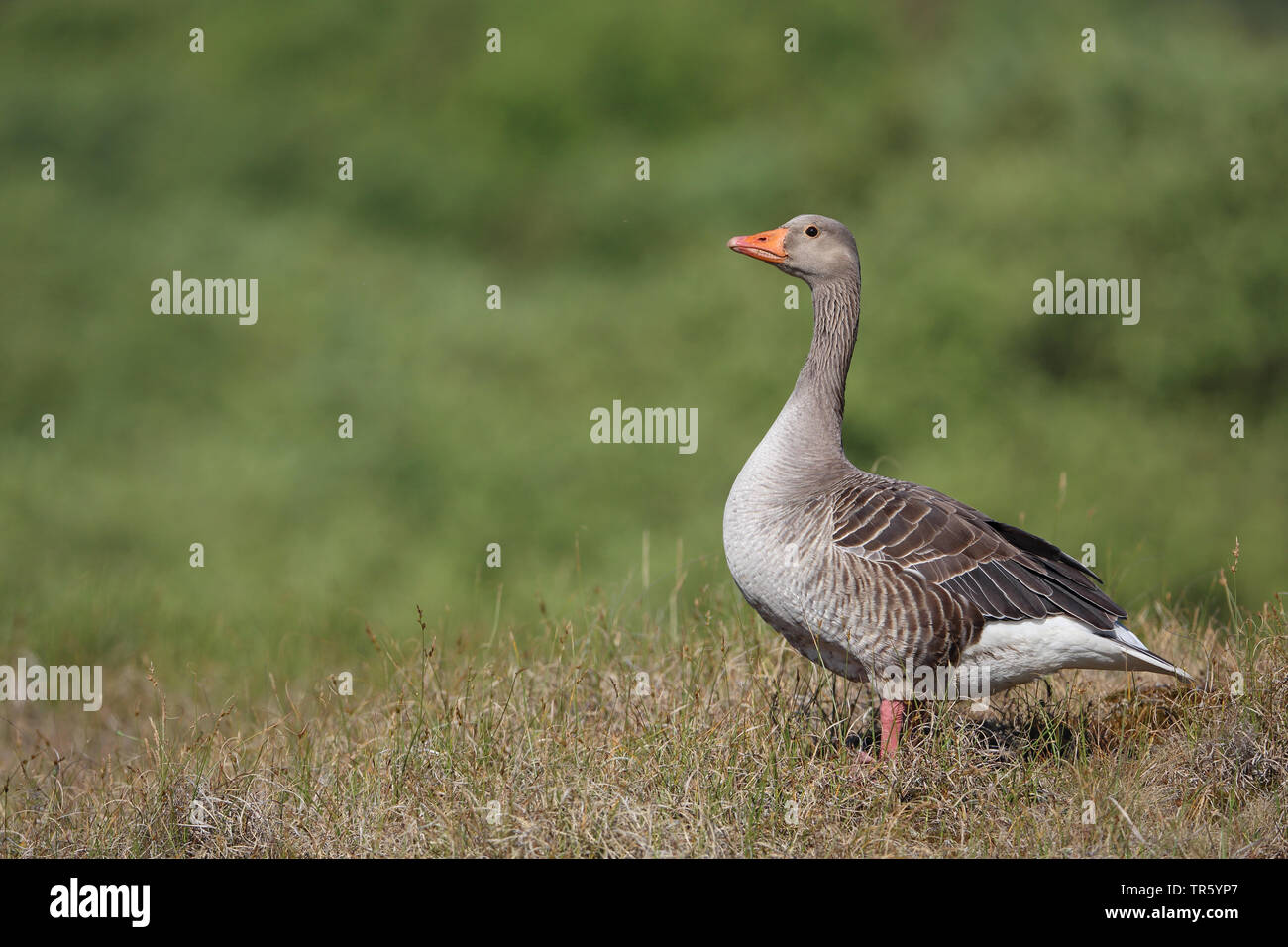 Graugans (Anser anser), auf einer Düne, Niederlande, Texel Stockfoto