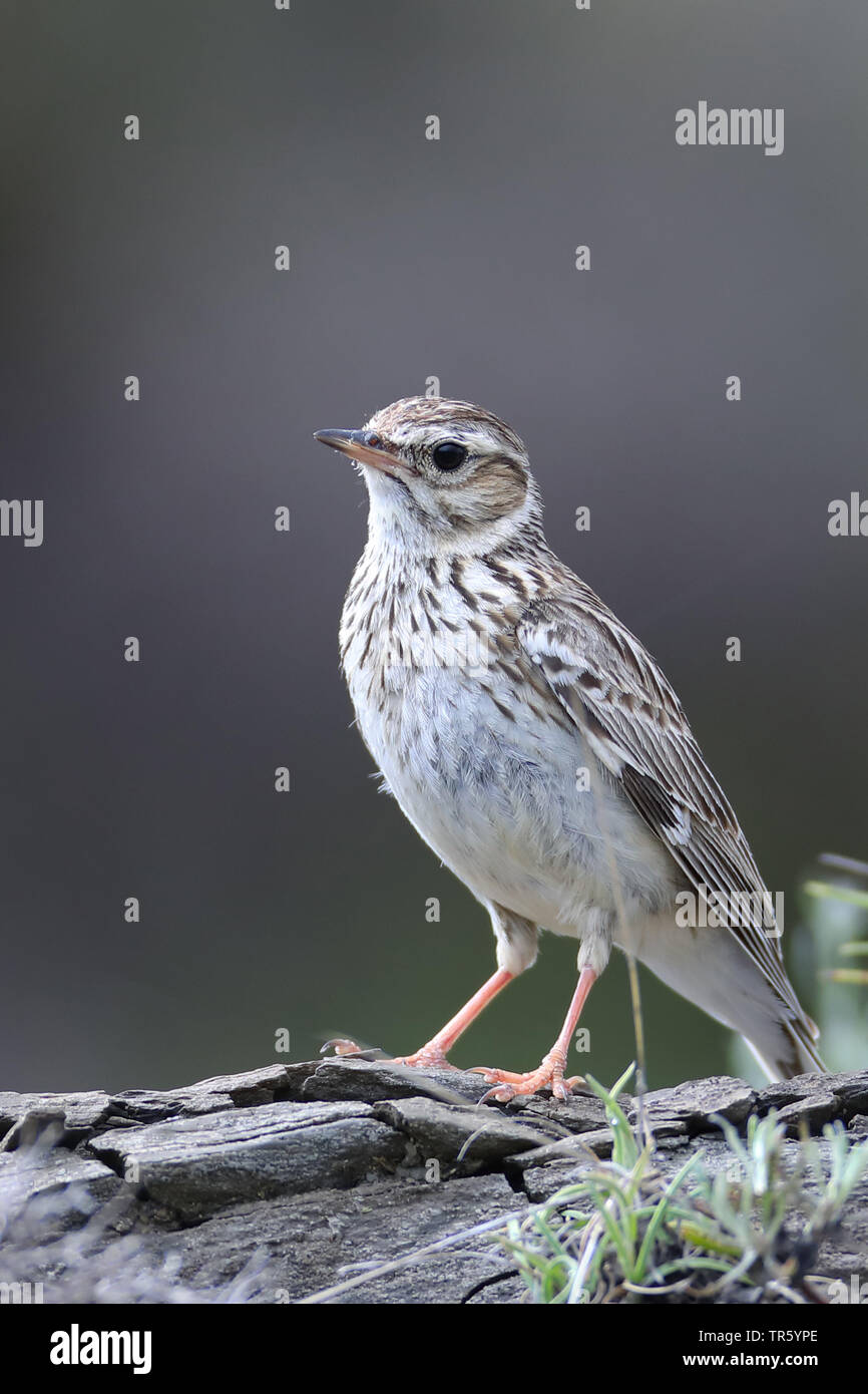 Holz Lerche (Lullula arborea), auf dem Boden sitzend, Spanien, Aragon, Puertolas Stockfoto