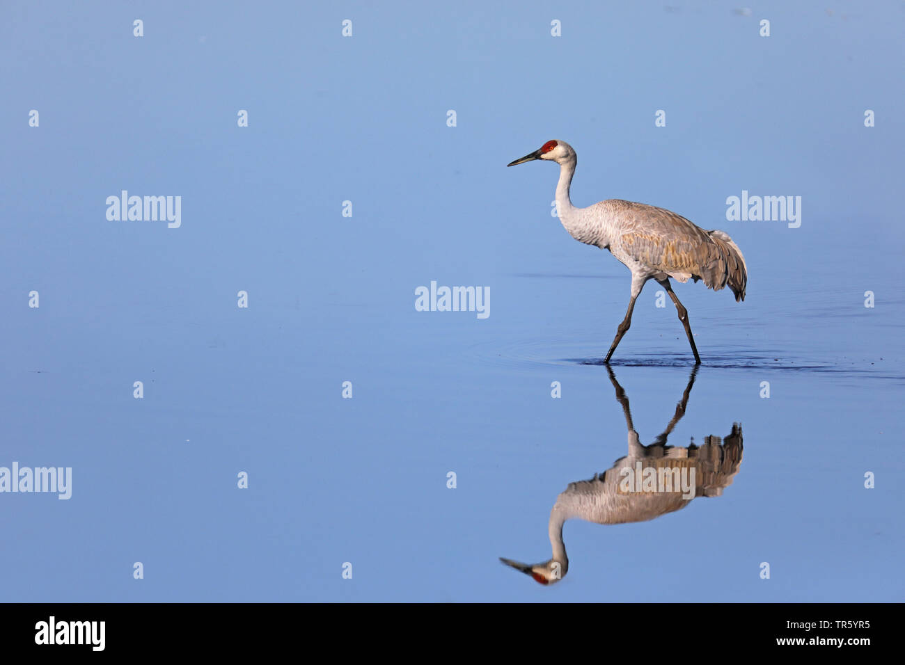 (Grus canadensis Sandhill Crane, Antigone canadensis), im Wasser waten, USA, Florida, Gainesville, Paynes Prairie Preserve Stockfoto