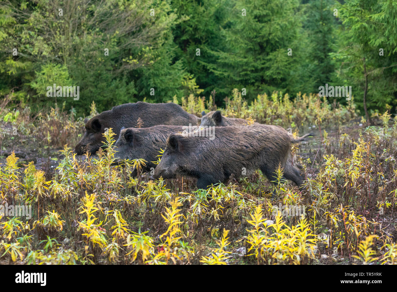 Wilde Eber, Schwein, Wildschwein (Sus scrofa), die Sirene laufen über eine Lichtung, Deutschland, Bayern Stockfoto