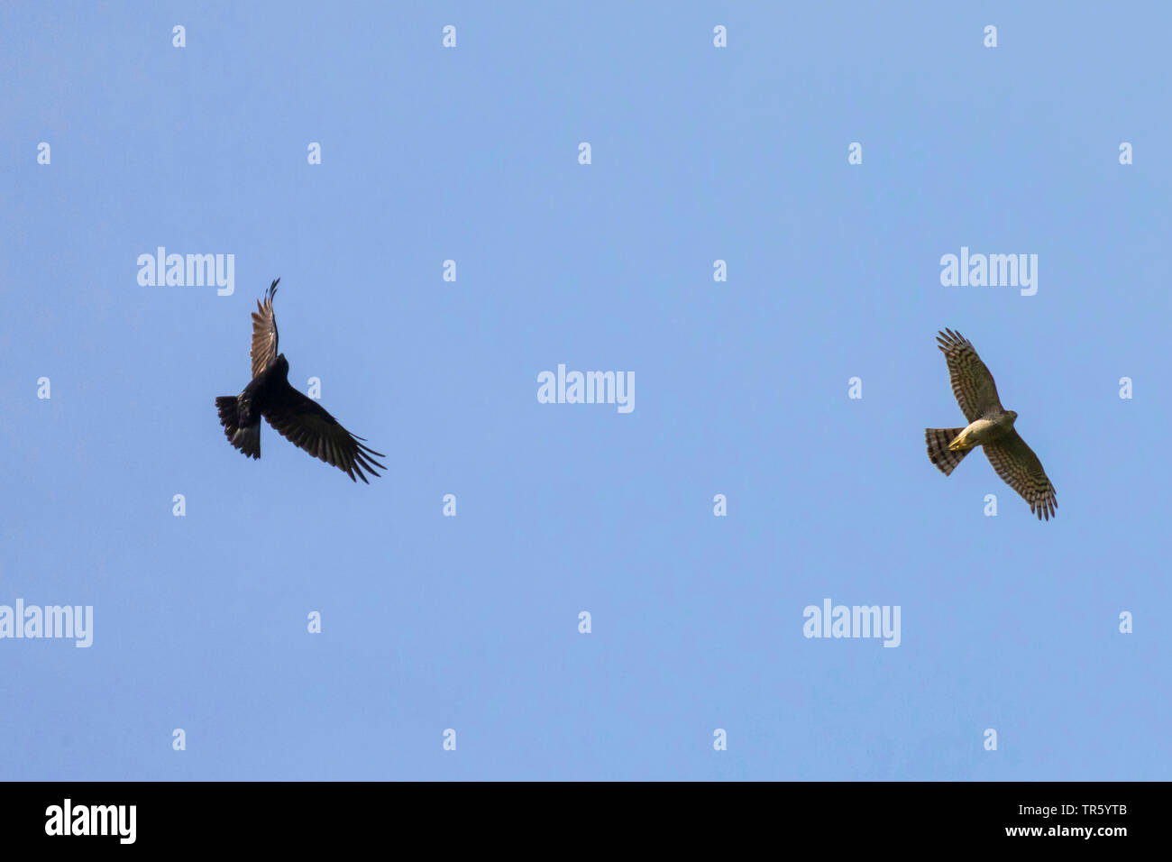 Northern Sperber (Accipiter nisus), Segelfliegen, von einer Nebelkrähe, Deutschland, Bayern angegriffen, Staffelsee Stockfoto