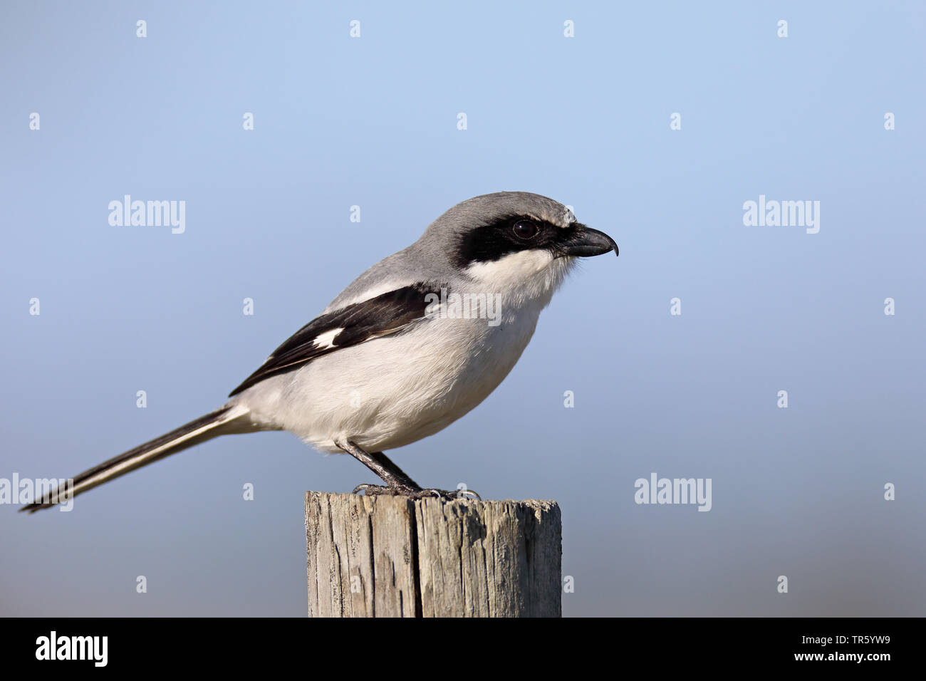 Unechte shrike (Lanius ludovicianus), Siiting auf einem hölzernen Pfosten, USA, Florida, Kissimmee Stockfoto