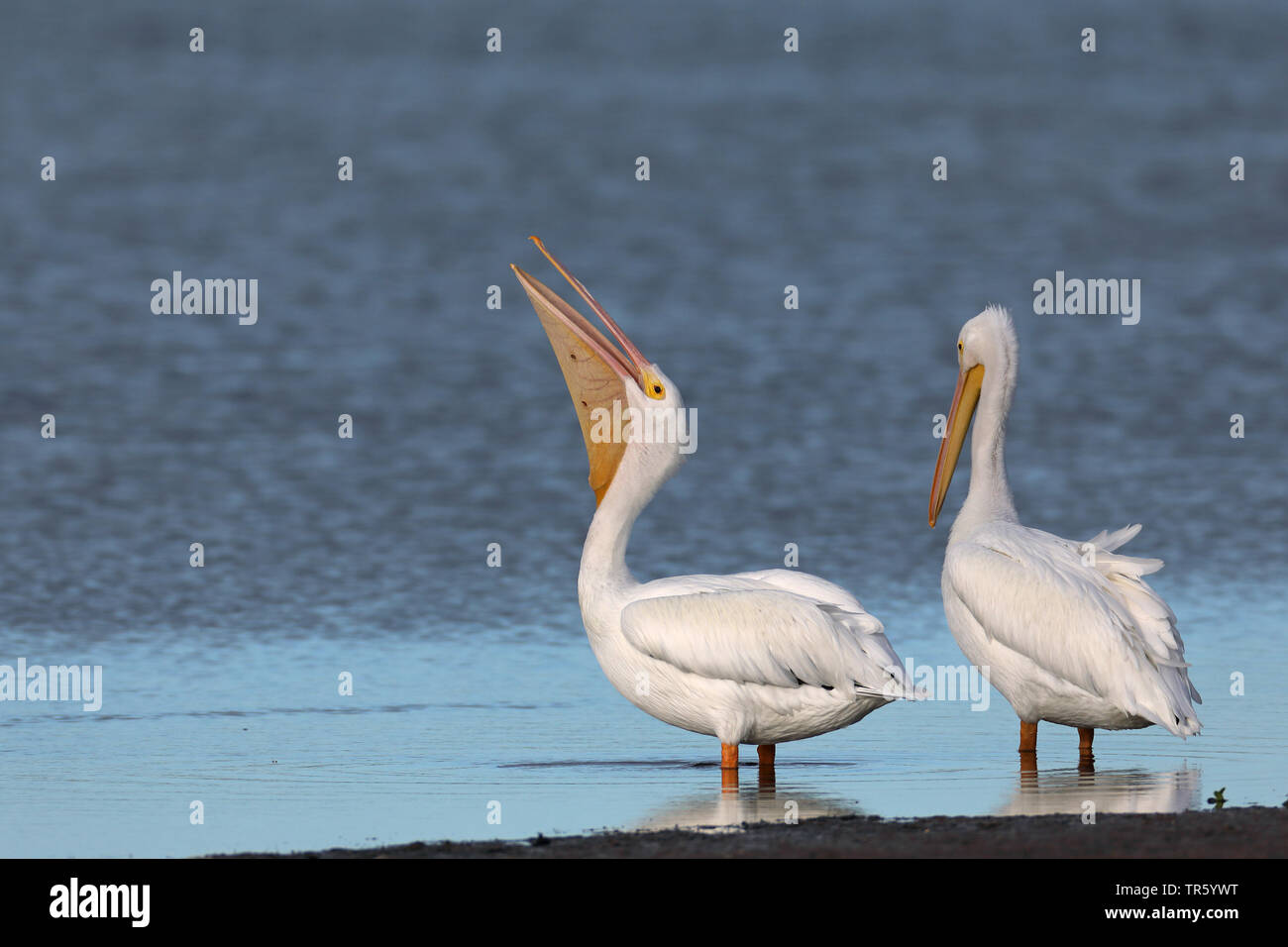 American White Pelican (Pelecanus erythrorhynchos), zwei Pelikane, die von der Wasserseite, USA, Florida, Sanibel Island Stockfoto
