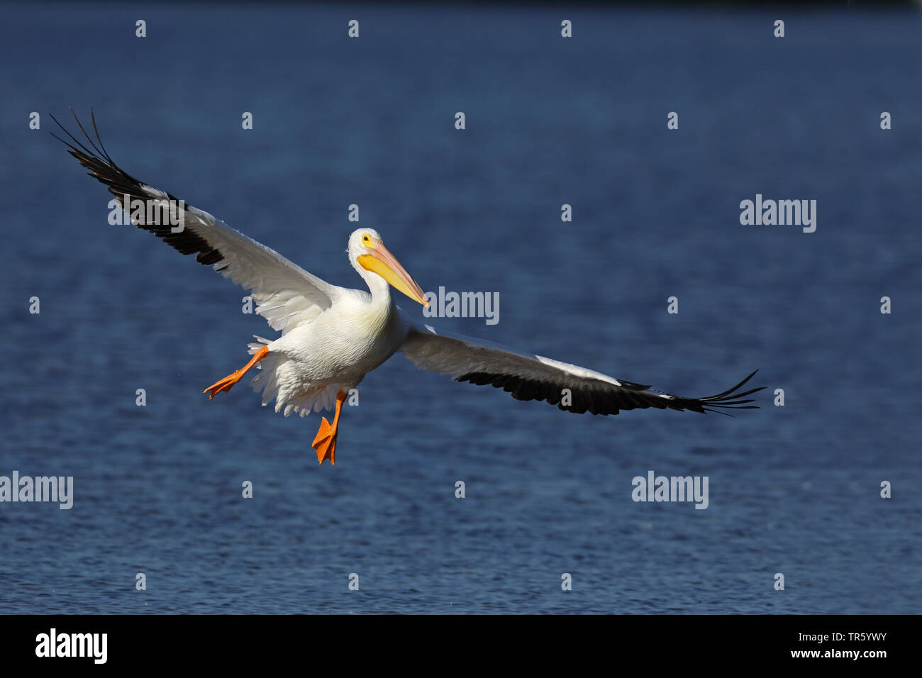 American White Pelican (Pelecanus erythrorhynchos), Landung auf dem Wasser, USA, Florida, Sanibel Island Stockfoto