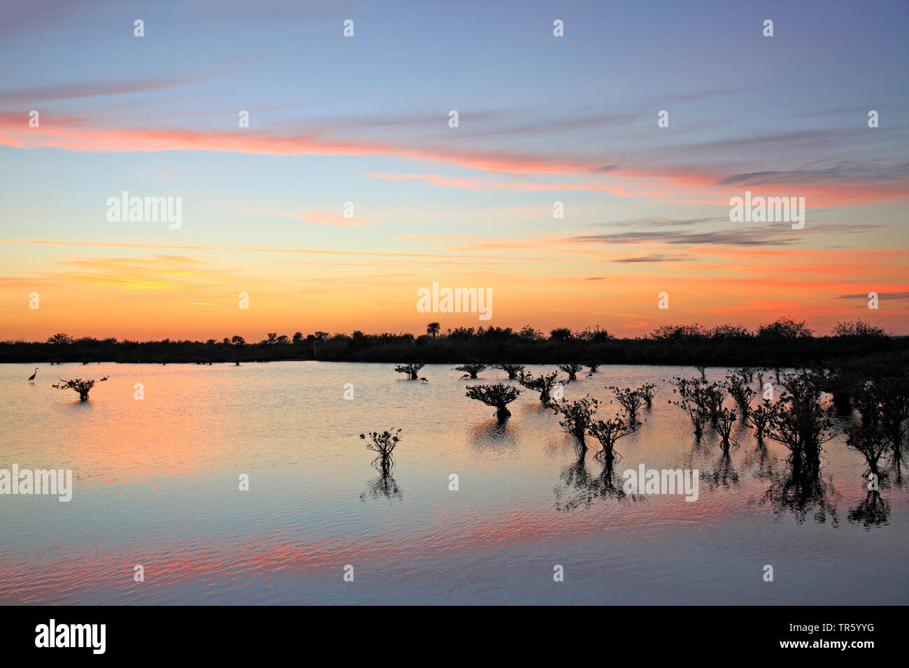 Rote Mangrove (Rhizophora mangle), Mangrove nach Sonnenuntergang, USA, Florida, Merritt Island National Wildlife Refuge Stockfoto