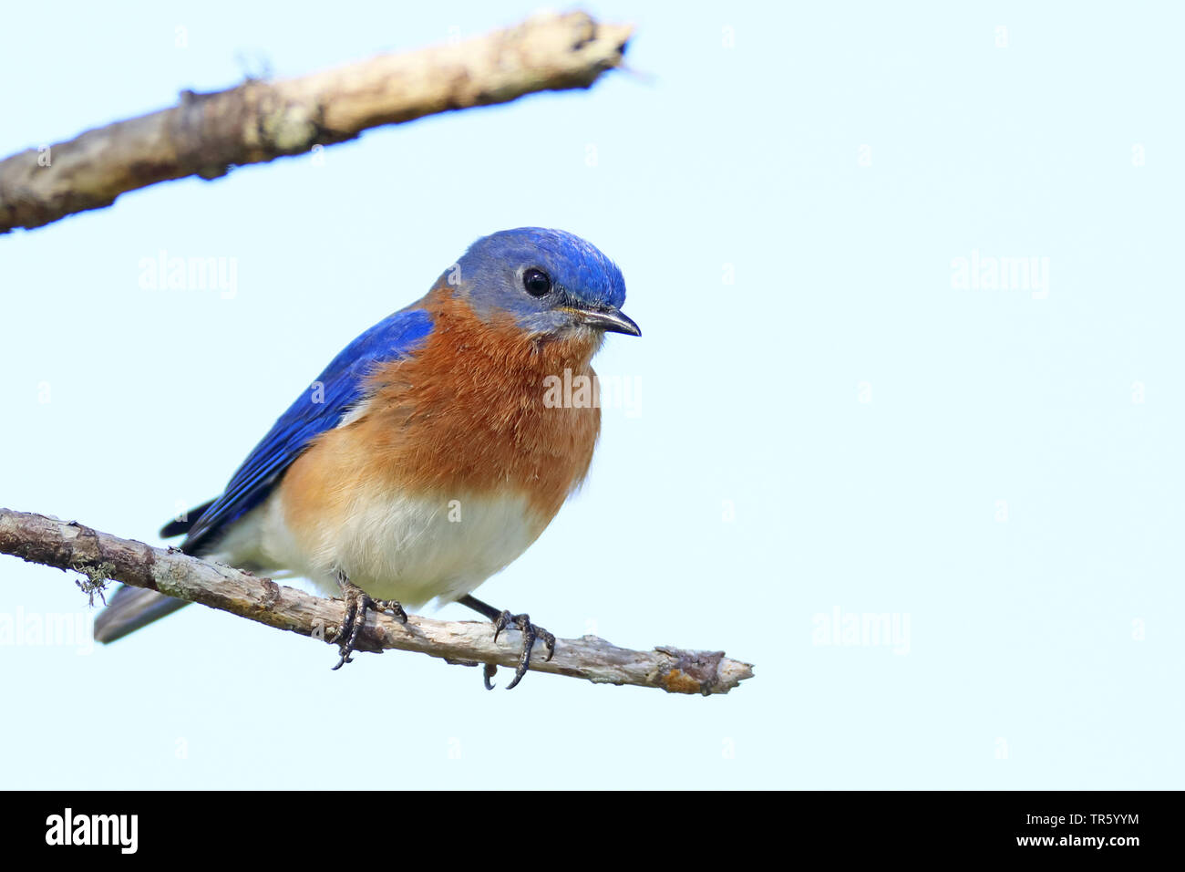 Eastern bluebird (Sialia sialis), male auf einem Baum, USA, Florida, Kissimmee Stockfoto