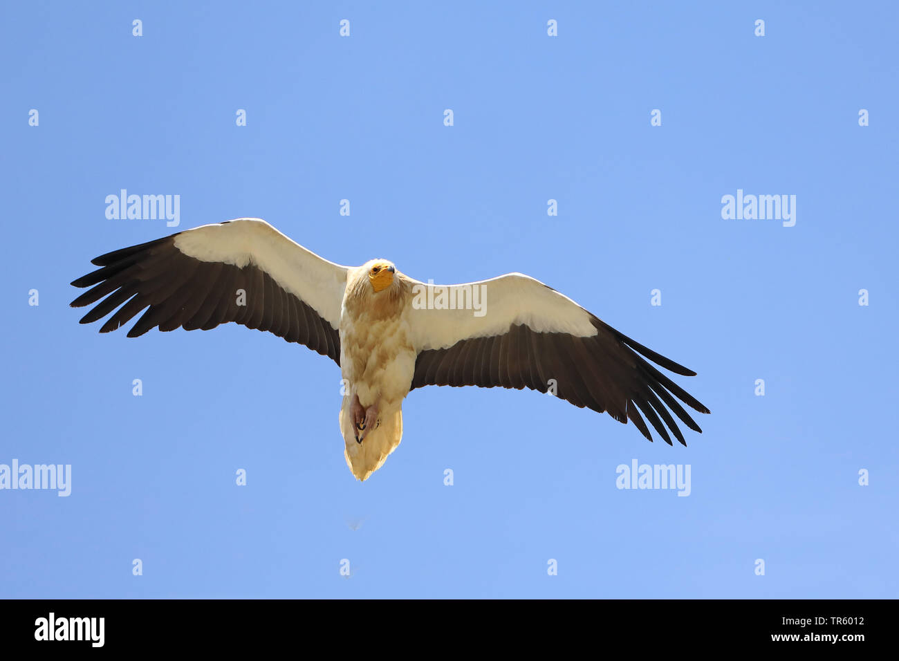Schmutzgeier (Neophron percnopterus), Fliegen, Spanien, Sierra de Guara Stockfoto