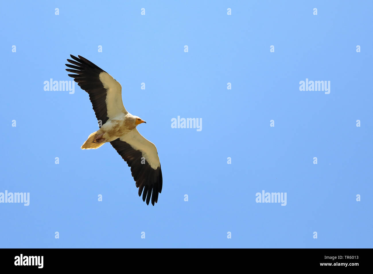 Schmutzgeier (Neophron percnopterus), Fliegen, Spanien, Sierra de Guara Stockfoto