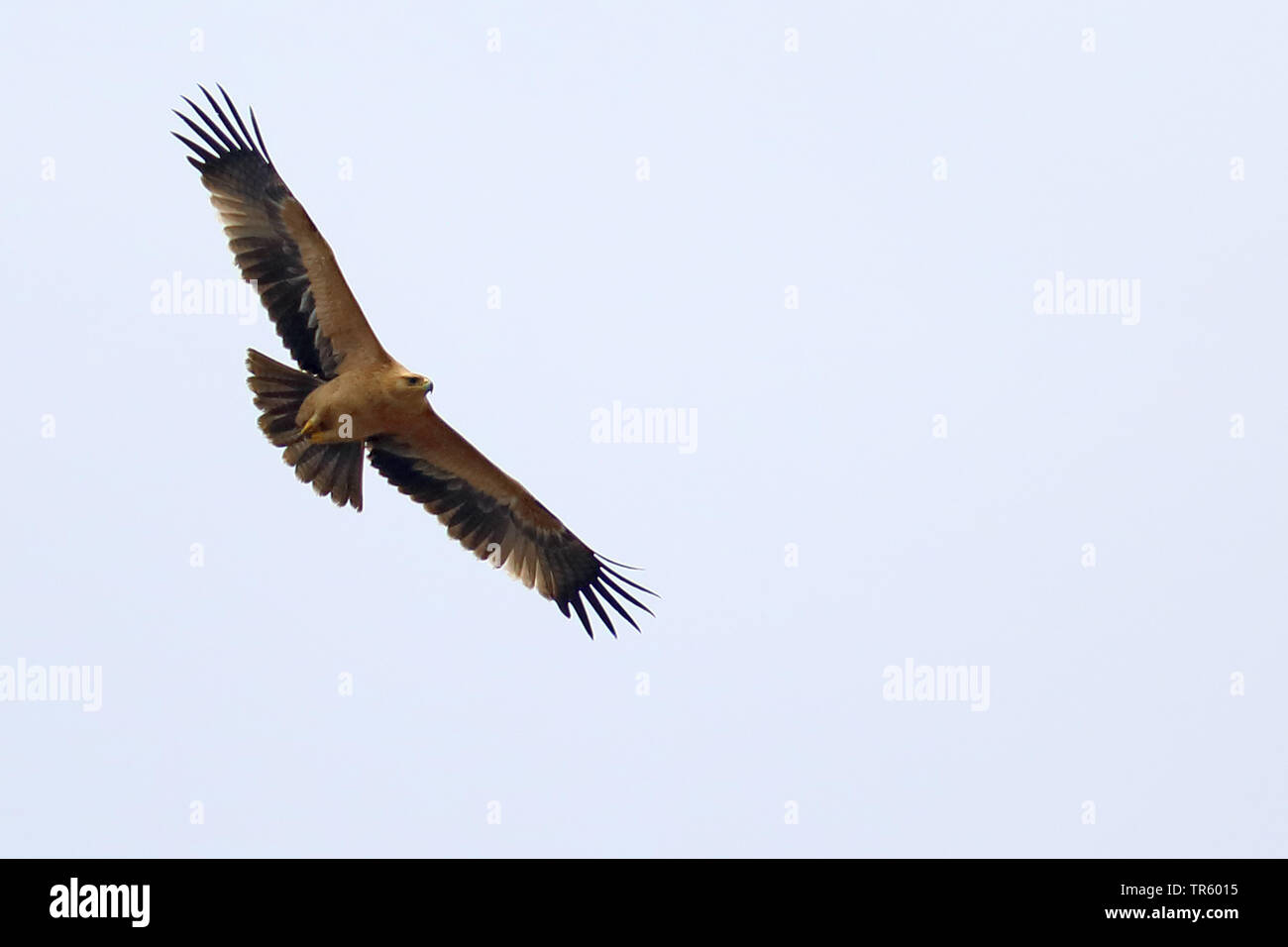Schreiadler (Aquila pomarina), Flug nach, Spanien, Andalusien, La Janda Stockfoto