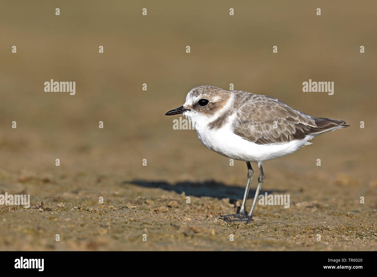 Seeregenpfeifer (Charadrius alexandrinus), am Strand, Spanien, Andalusien, Bolonia Stockfoto