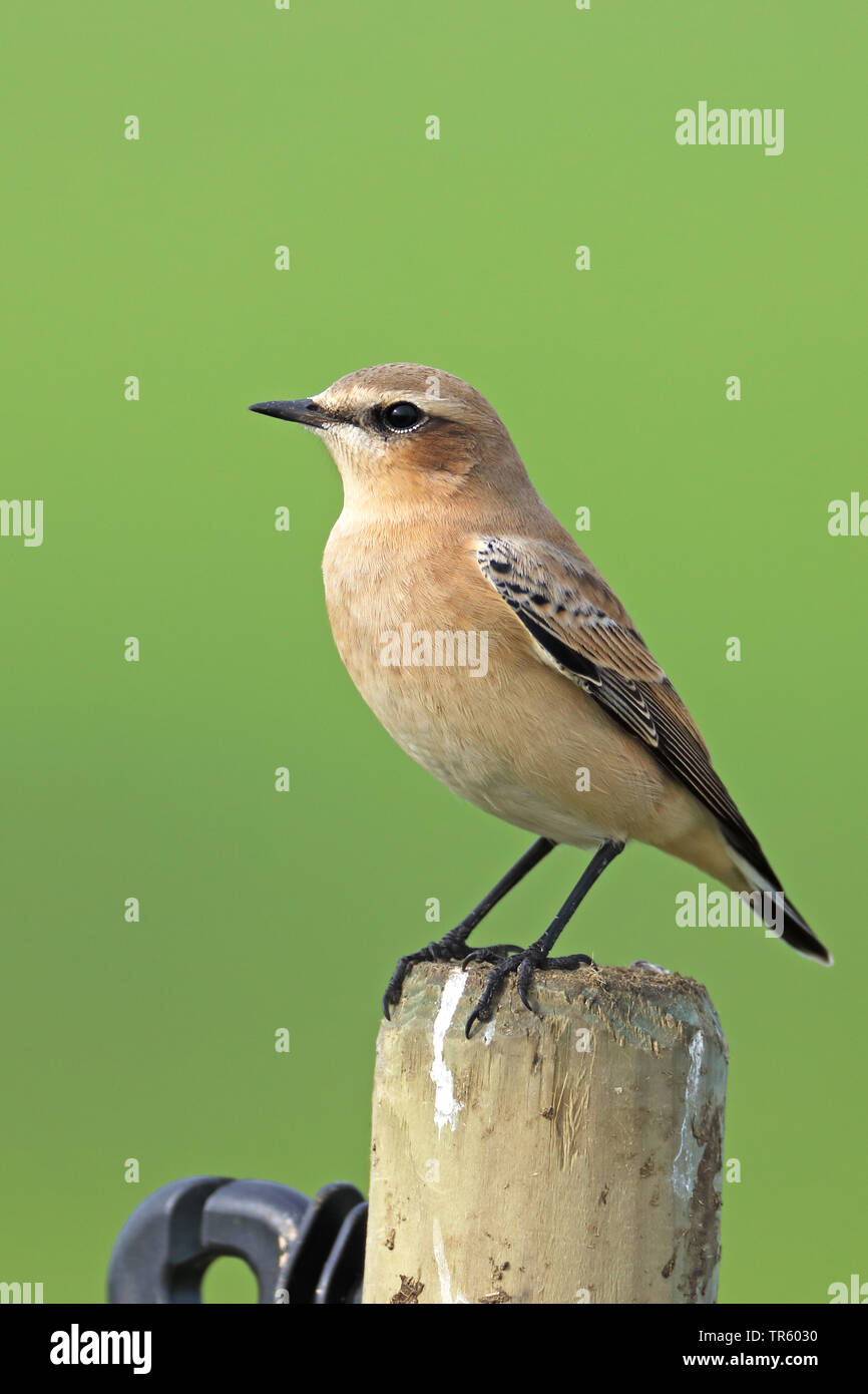 Northern Steinschmätzer (Oenanthe oenanthe), männlich Sitzen auf einem Fechten post, Seitenansicht, Niederlande, Friesland Stockfoto