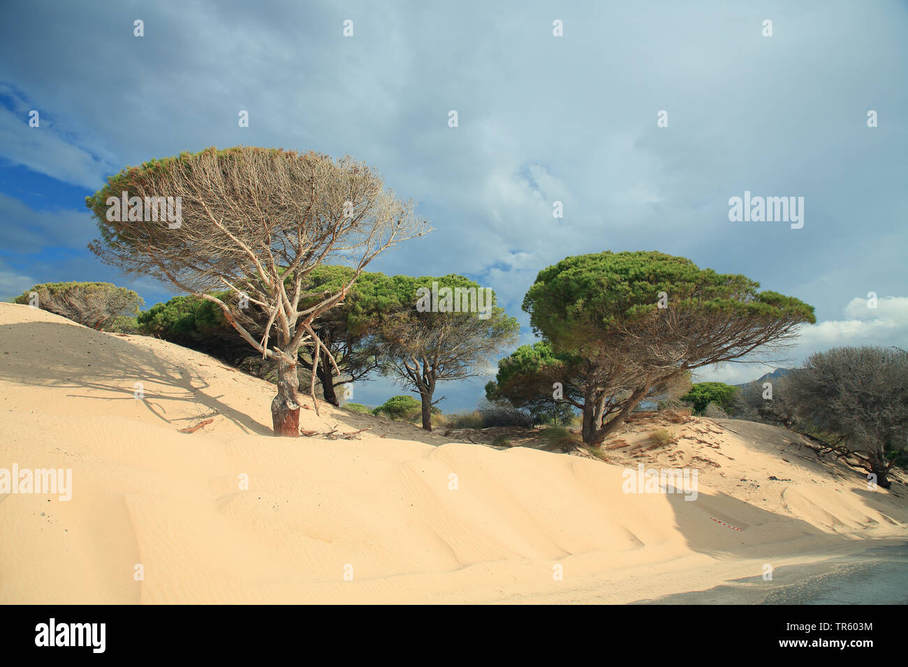 Pinien, Italienische Pinien, Regenschirm Kiefer (Pinus pinea), Kiefern in Shifting Sand dune, Spanien, Andalusien, Bolonia Stockfoto