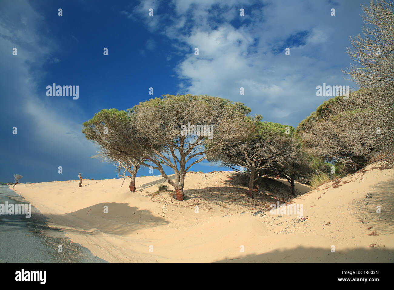 Pinien, Italienische Pinien, Regenschirm Kiefer (Pinus pinea), Kiefern in Shifting Sand dune, Spanien, Andalusien, Bolonia Stockfoto