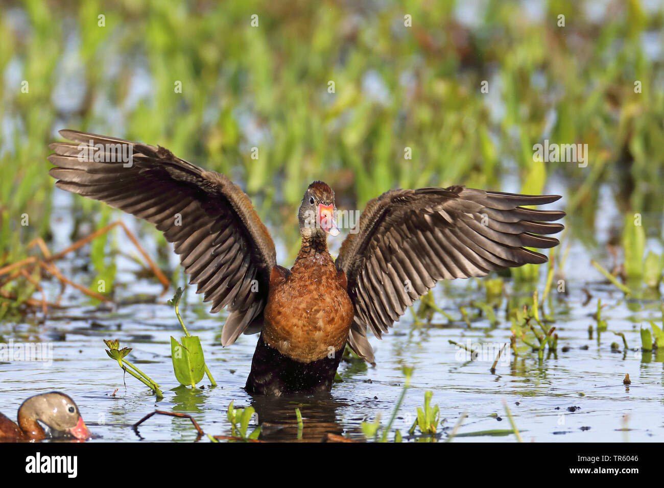 Red-billed whistling Duck, Black-bellied Pfeifen Ente (Dendrocygna autumnalis), Dreschen, USA, Florida, Sweetwater Feuchtgebiete Stockfoto