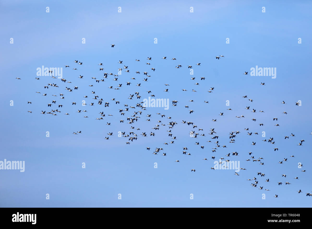 Weißstorch (Ciconia ciconia), große Herde, fliegen nach Afrika, Spanien, Tarifa Stockfoto