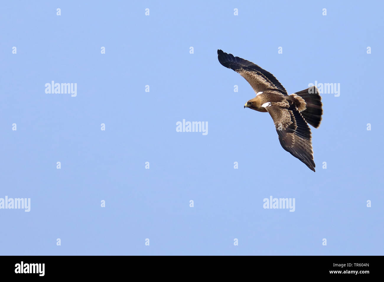 Zwergadler (Hieraaetus pennatus), Fliegen, Spanien, Tarifa Stockfoto