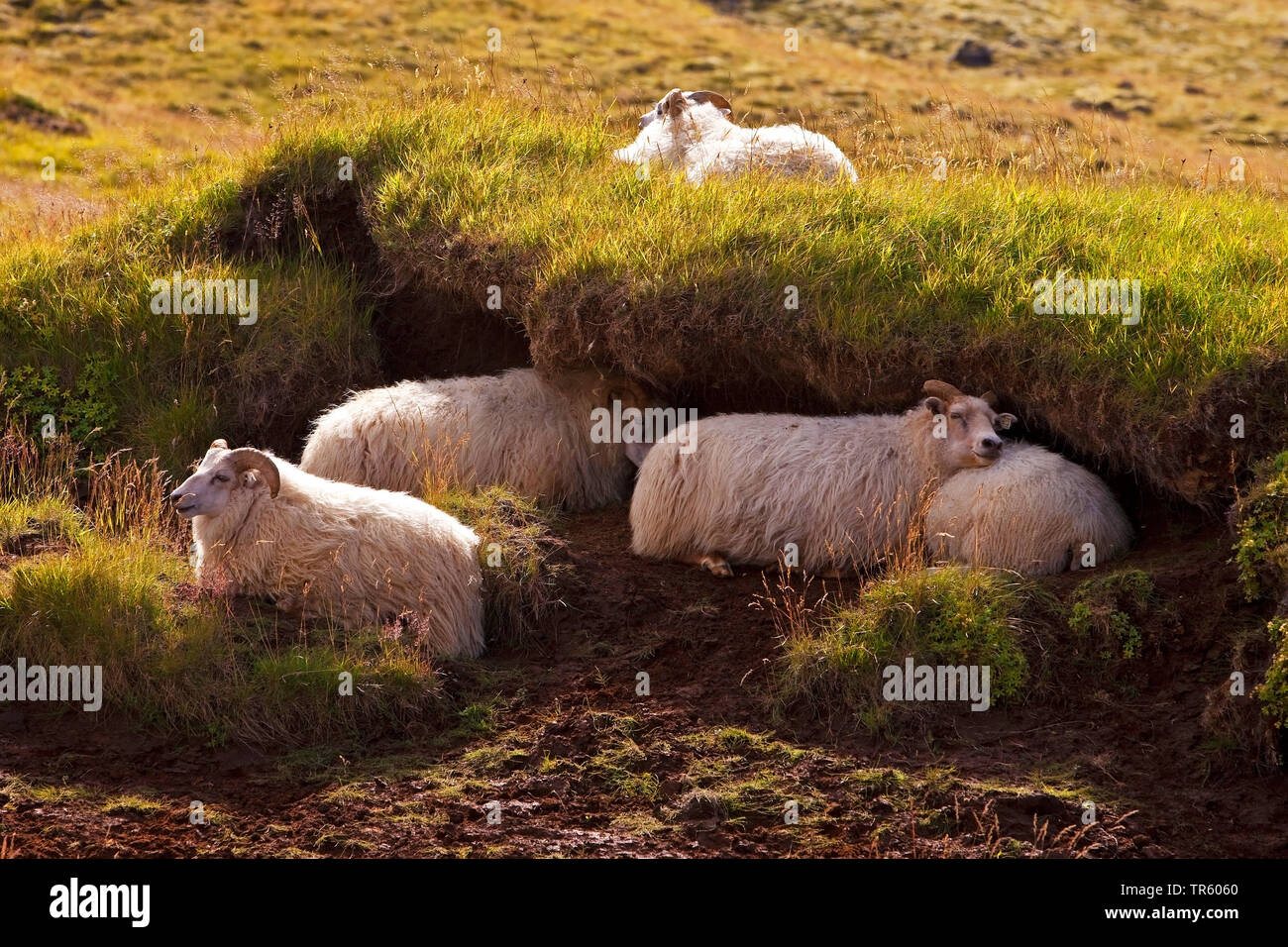 Inländische Schafe (Ovis ammon f. aries), ruhenden Schafe, Island, South Island, Seljaland Stockfoto