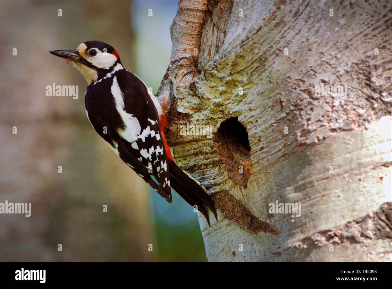 Buntspecht (Picoides major, Dendrocopos major), männlich an der Zucht Höhle sitzend, Deutschland Stockfoto