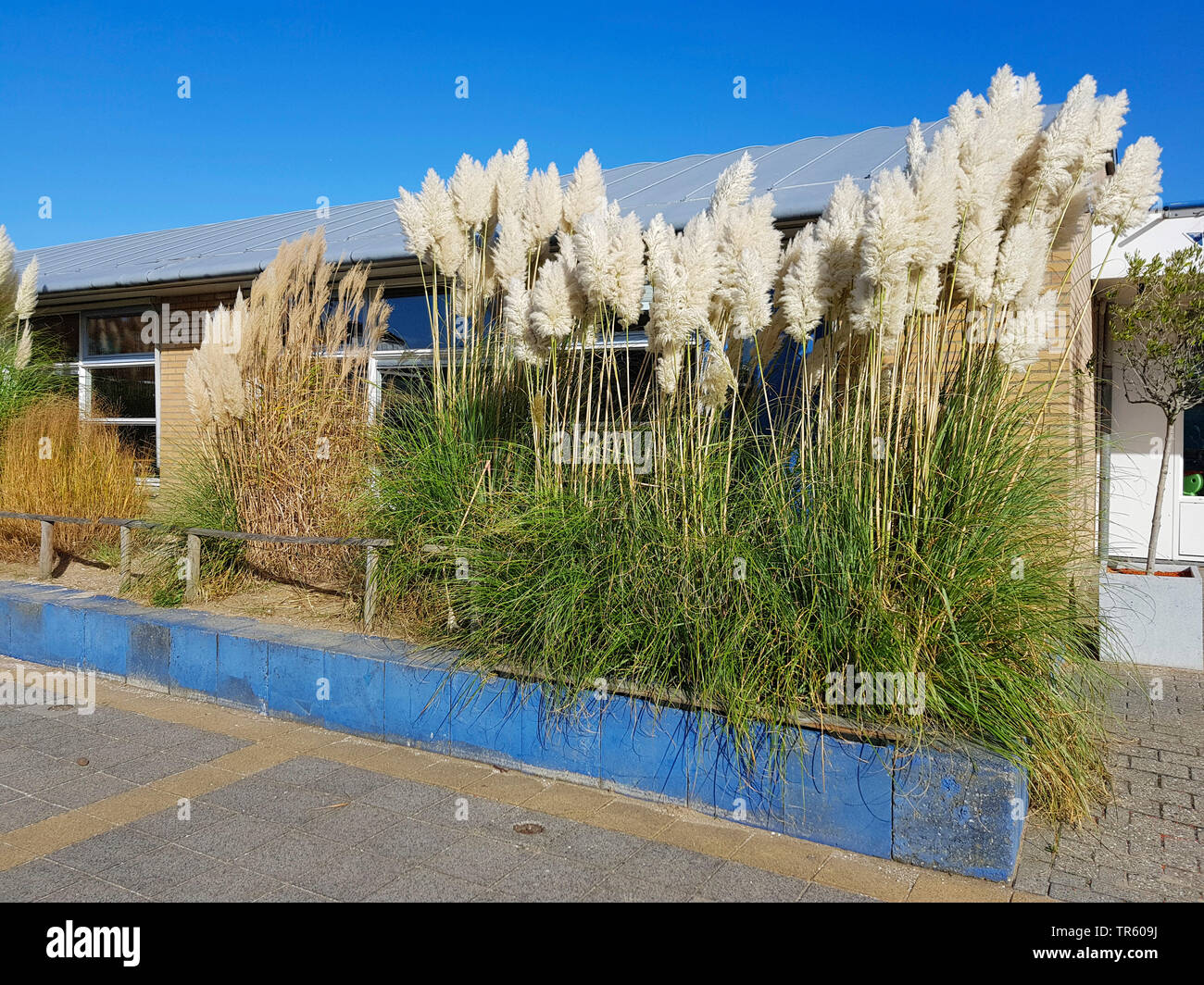 Weiß Pampas Gras (Cortaderia selloana), blühen in einen Vorgarten, Niederlande Stockfotografie