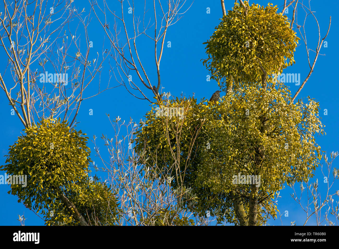 Mistel (Viscum album Subsp album Viscum album), mit Früchten auf einem silbernen willow Singdrossel, Deutschland, Bayern Stockfoto