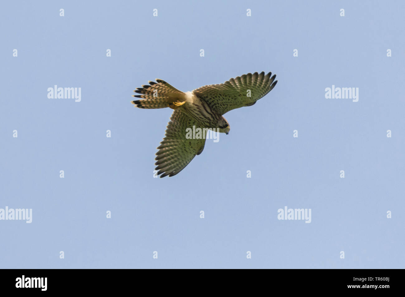 Europäische Kestrel, Eurasischen Kestrel, Alte Welt Kestrel, Turmfalke (Falco tinnunculus), im Gleitflug, Deutschland, Bayern Stockfoto