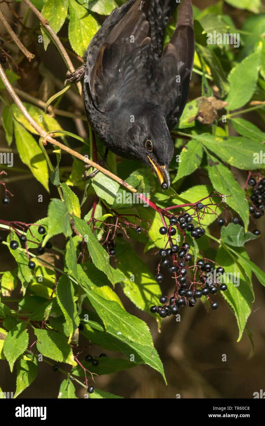 Amsel (Turdus merula), Essen, Holunderbeeren, Deutschland, Bayern Stockfoto