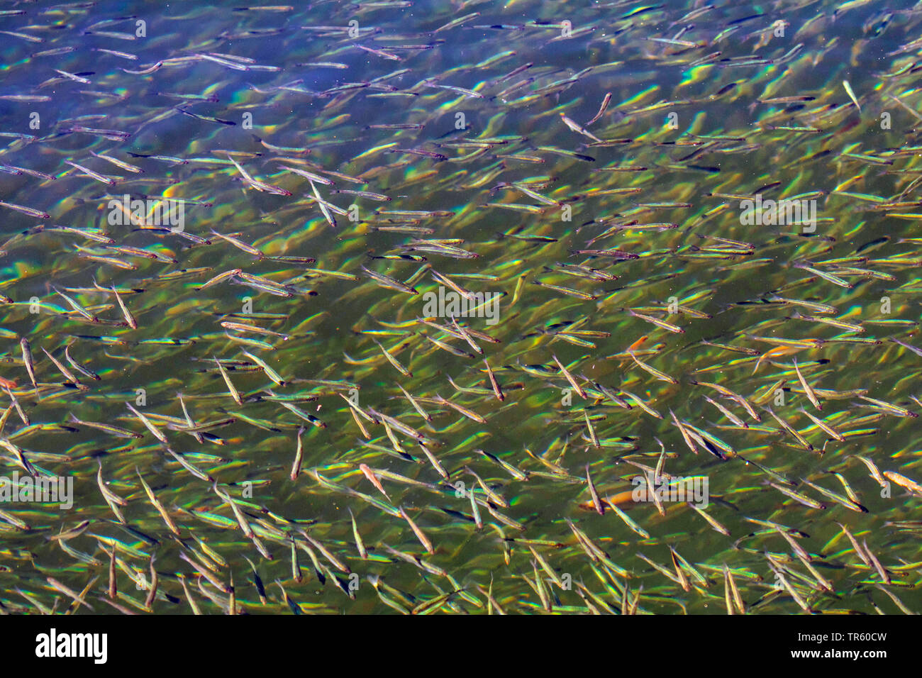 Donau Donau öde, öde, shemaya (Chalcalburnus chalcoides mento), einer - Sommer junge Fische scoal Versammlung in das Winterquartier, Deutschland, Bayern, Chiemsee Stockfoto