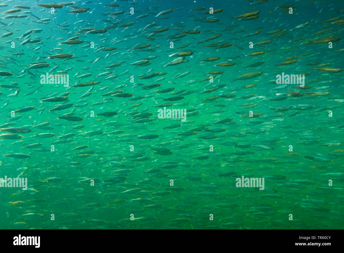 Donau Donau öde, öde, shemaya (Chalcalburnus chalcoides mento), einer - Sommer junge Fische scoal Versammlung in das Winterquartier, Deutschland, Bayern, Chiemsee Stockfoto