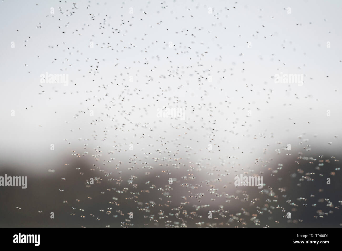 Mücken (Nematocera, Diptera), grosser Schwarm Mücken, Deutschland, Bayern, Erdinger Moos Stockfoto