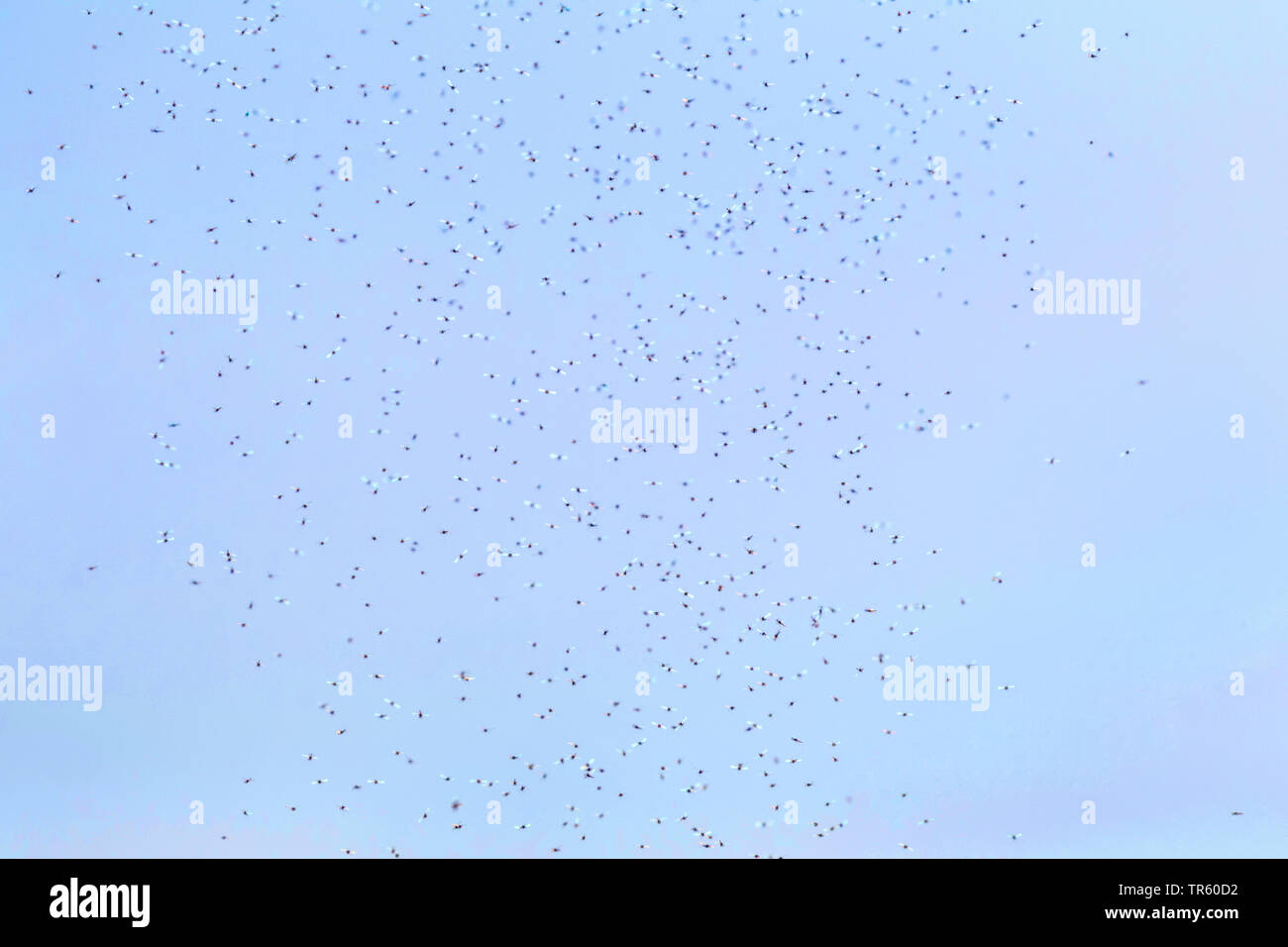 Mücken (Nematocera, Diptera), grosser Schwarm Mücken, Deutschland, Bayern, Erdinger Moos Stockfoto