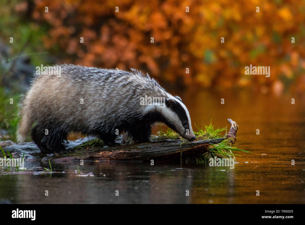 Alte Welt der Dachs, der Eurasischen Dachs (Meles meles), Sniffing ein Stück Holz im Regen an der Wasserseite, Seitenansicht, Tschechischen Republik, Hlinsko Stockfoto