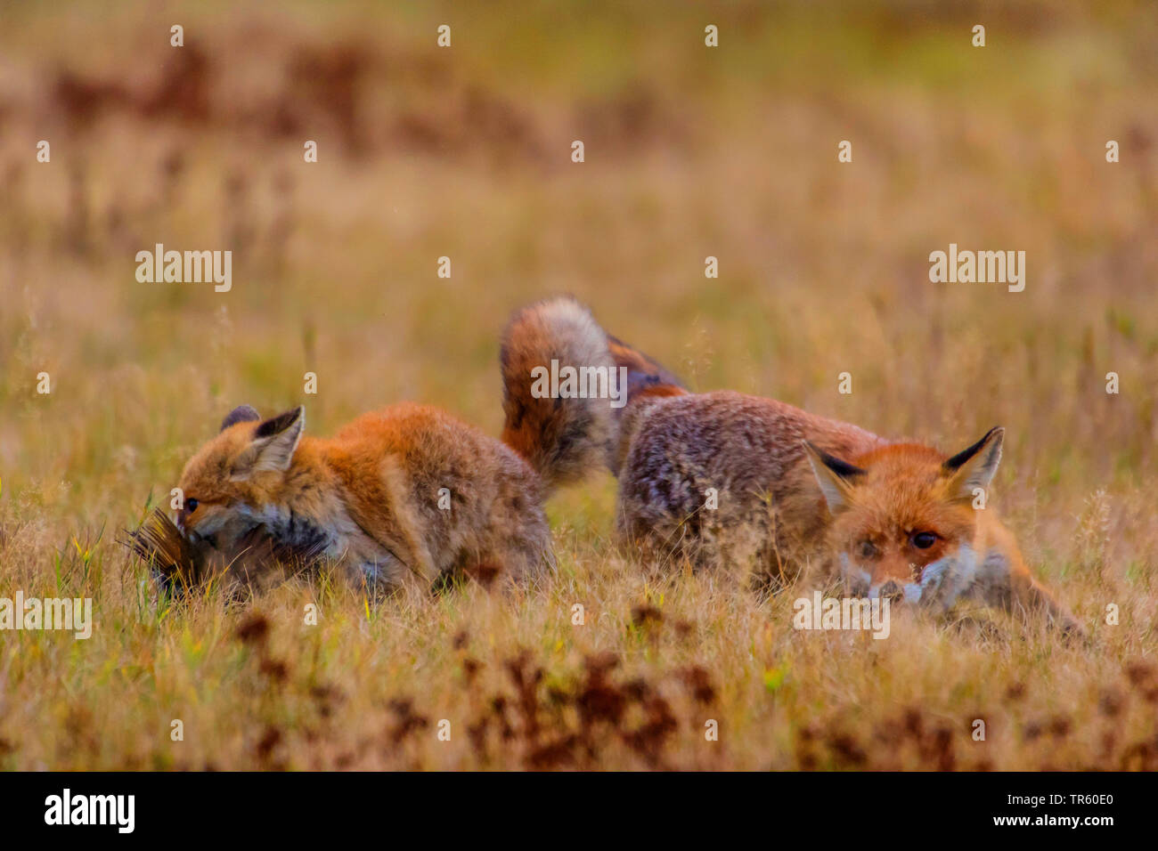 Red Fox (Vulpes vulpes), zwei rote Füchse kämpfen für Beute, Tschechien, Hlinsko Stockfoto