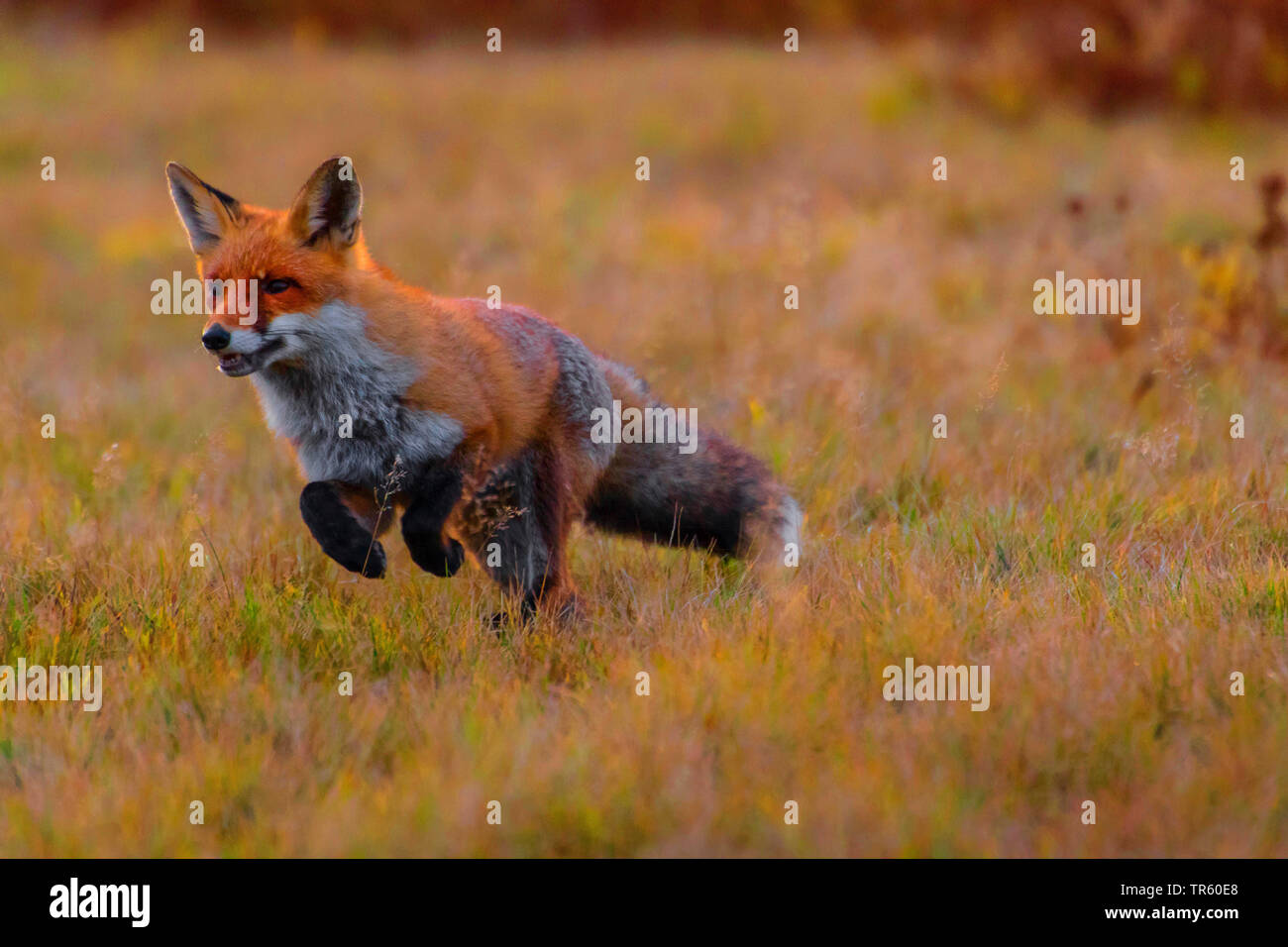 Red Fox (Vulpes vulpes), auf einer Wiese und Nahrungssuche ausgeführt, der Tschechischen Republik, Hlinsko Stockfoto