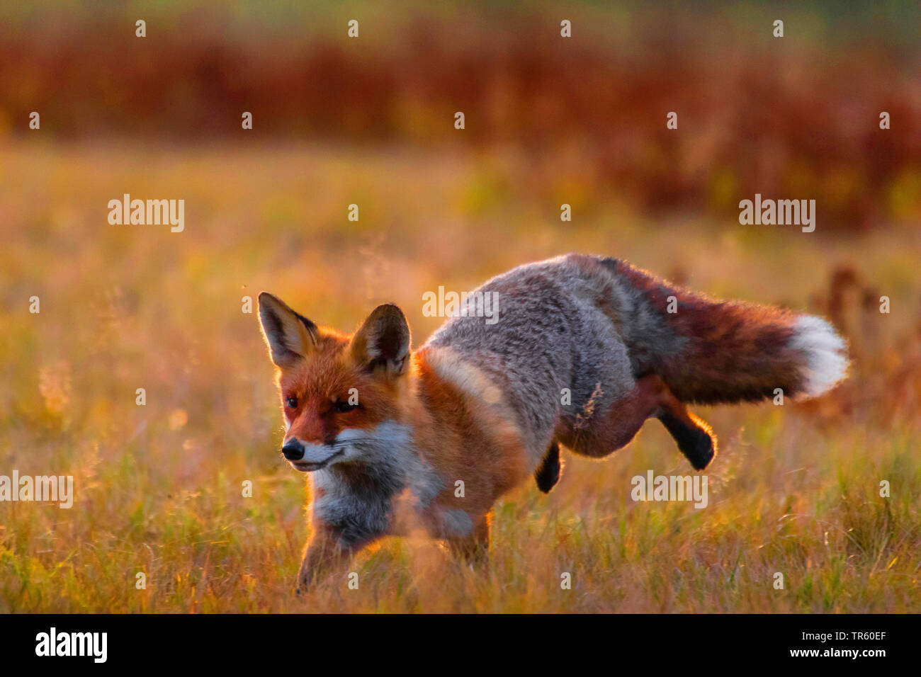 Rennender fuchs -Fotos und -Bildmaterial in hoher Auflösung – Alamy