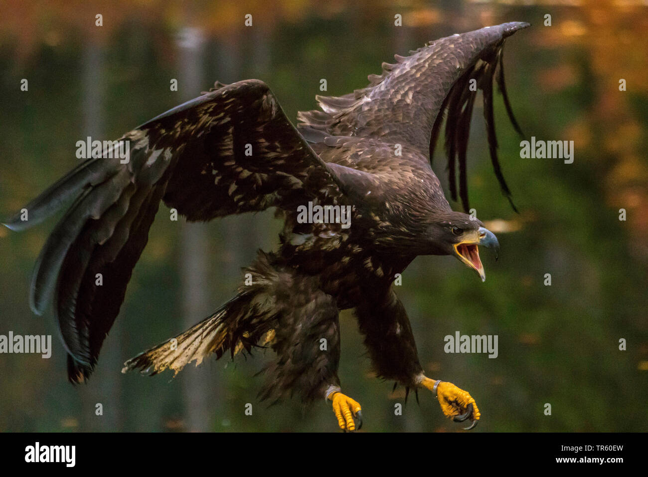 Seeadler Seeadler (Haliaeetus albicilla), im Ansatz, Seitenansicht, Tschechischen Republik, Hlinsko Stockfoto