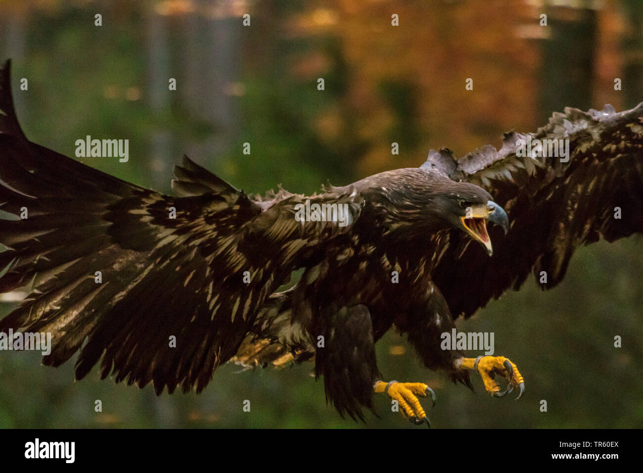 Seeadler Seeadler (Haliaeetus albicilla), im Ansatz, Seitenansicht, Tschechischen Republik, Hlinsko Stockfoto