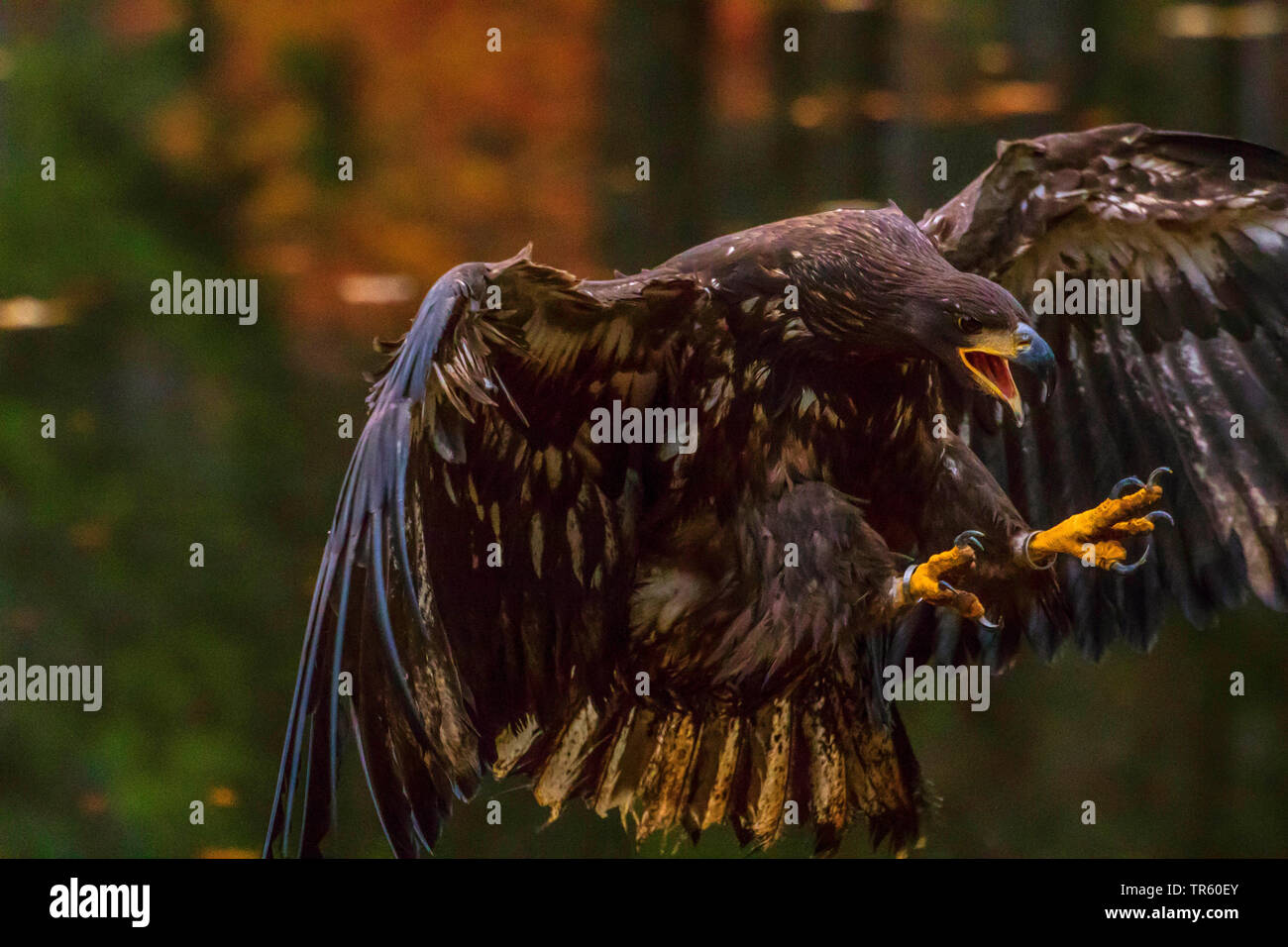 Seeadler Seeadler (Haliaeetus albicilla), im Ansatz, Seitenansicht, Tschechischen Republik, Hlinsko Stockfoto