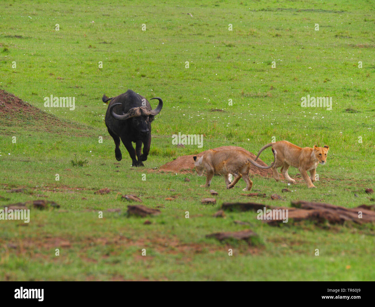 Löwe (Panthera leo), Löwen stalking eine afrikanische Büffel, Kenia, Masai Mara National Park Stockfoto