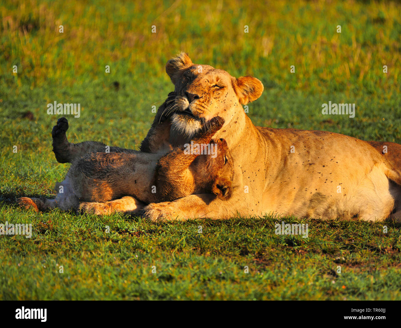 Löwe (Panthera leo), Lion cub Plappern mit seiner Mutter in einer Wiese, Kenia, Masai Mara National Park Stockfoto