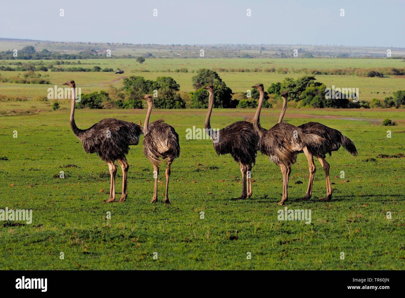 Massai Ostrich, masai Strauß, Nordafrikanische Strauß (Struthio camelus massaicus), Troop strauße stehen in der Savanne, Kenia, Masai Mara National Park Stockfoto