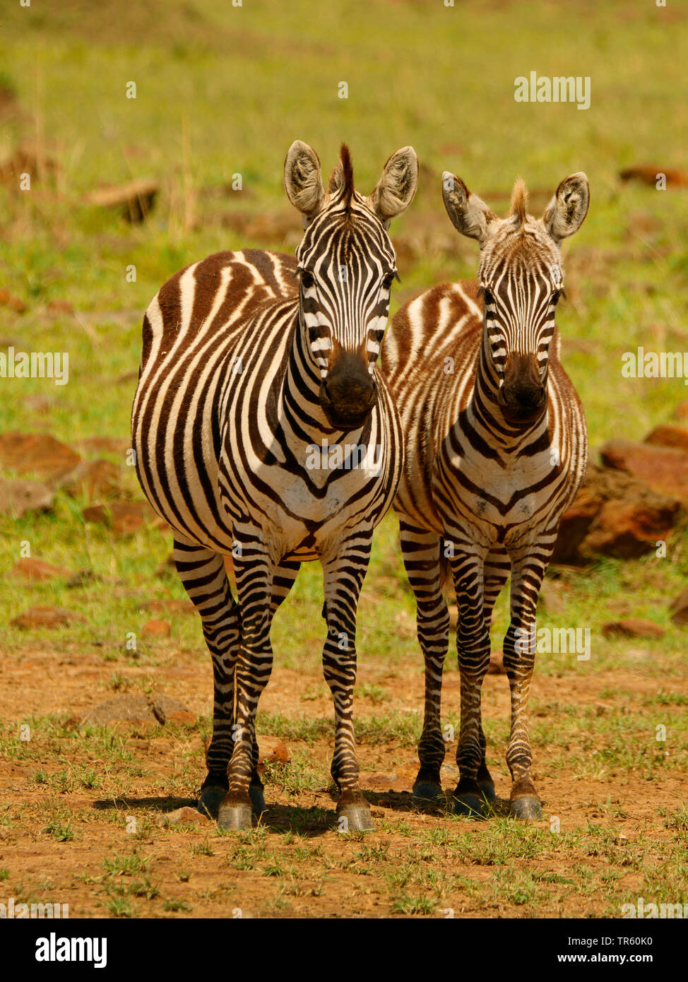 Boehms Zebra, Grant's Zebras (Equus quagga boehmi, Equus quagga granti), zwei Zebras zusammen auf einer Wiese, Vorderansicht, Kenia, Masai Mara National Park Stockfoto