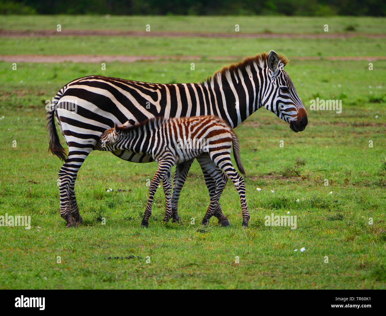 Boehms Zebra, Grant's Zebras (Equus quagga boehmi, Equus quagga granti), zebra Stute saugen Ihr Fohlen in einer Wiese, Seitenansicht, Kenia, Masai Mara National Park Stockfoto
