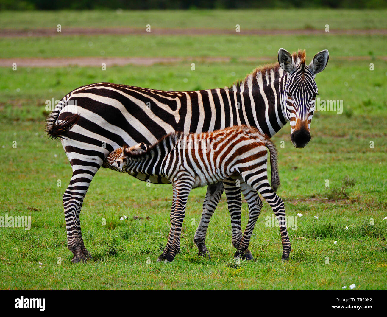 Boehms Zebra, Grant's Zebras (Equus quagga boehmi, Equus quagga granti), zebra Stute saugen Ihr Fohlen in einer Wiese, Seitenansicht, Kenia, Masai Mara National Park Stockfoto