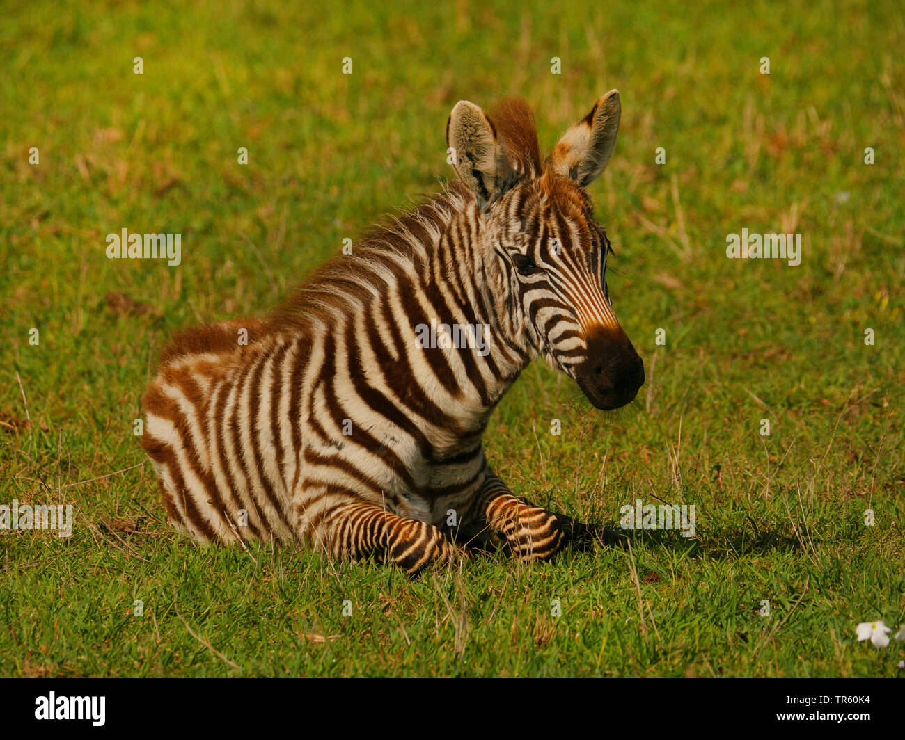 Boehms Zebra, Grant's Zebras (Equus quagga boehmi, Equus quagga granti), Fohlen in einer Wiese, Kenia, Masai Mara National Park Stockfoto