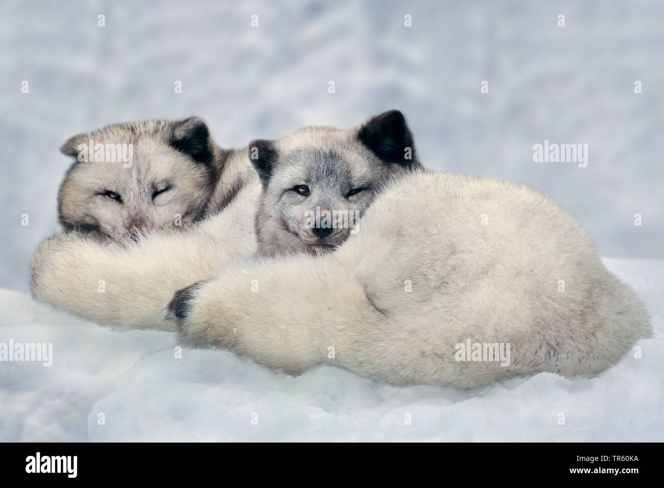 Polarfuchs, polar Fox (Alopex lagopus, Vulpes lagopus), zwei polarfüchse zusammen liegen im Schnee Stockfoto
